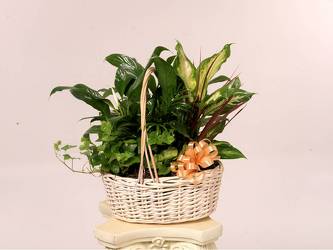 Plant Basket or Plant Container from Kinsch Village Florist, flower shop in Palatine, IL