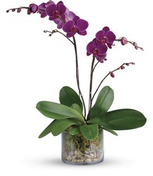 Glorious Gratitude Orchid from Kinsch Village Florist, flower shop in Palatine, IL