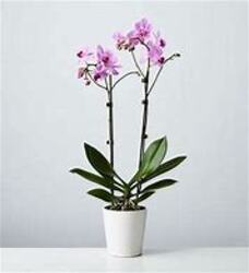 Orchid Plant from Kinsch Village Florist, flower shop in Palatine, IL
