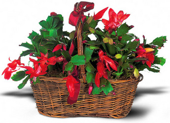 Christmas Cactus from Kinsch Village Florist, flower shop in Palatine, IL